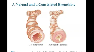 PEC Chapter 7 Anatomy and Physiology, Medical Terminology