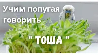 Учим попугая говорить "Тоша"