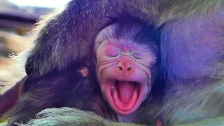 Tiny new born baby monkey really trying so hard to take mom milk