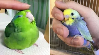 Baby Animals 🔴 Funny Parrots and Cute Birds Compilation (2022) Loros Adorables Recopilación #51