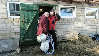 Корови як хобі в Україні, які там доходи одні розходи...