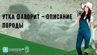 Утка Фаворит — описание породы