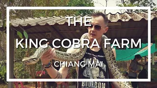 A Day at the King Cobra Farm - Chiang Mai