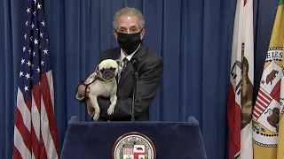 Live: City Attorney Says Nugget the Dog Doesn't Like Illegal Fireworks | NBCLA