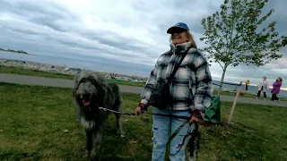 The biggest dog I've ever seen - Irish Wolfhound