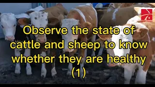 Observe the state of cattle and sheep to know whether they are healthy (1)