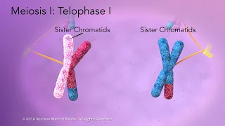 Meiosis