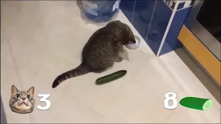 Очень смешно : Коты vs Огурцы (((( 🐱vs🥒))))