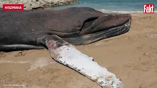 Niecodzienna sytuacja w Hiszpanii - z plaży usunięto 30-tonowego wieloryba| FAKT.PL