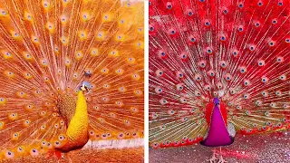 Peacock In The Wind, Beautiful, Colourful, Natural Peacocks Video #18 , Beauty of peacocks #nature