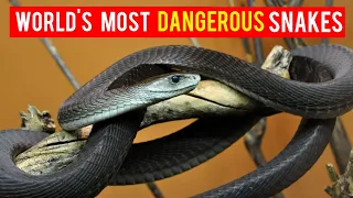 Top 10 Most Venomous Snakes in the World | VWonder