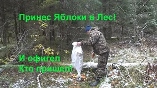 Принес Яблоки в Лес и Офигел Кто пришел!!! Видео с Фотоловушки!