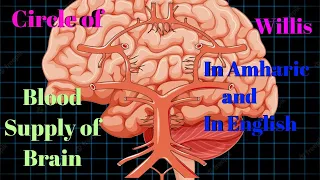 Circle of Willis - 3D Anatomy Tutorial, Blood Supply to brain (3D Anatomy Tutorail)