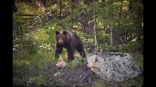 Байкал. Берег бурых медведей.