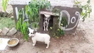 Easy Way to make a dog's house