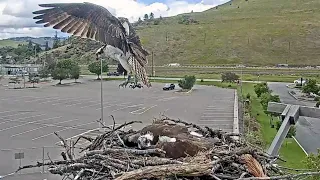 Iris Gets an Unexpected Visit From Banded Osprey with Antenna! June 18, 2023