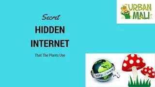 Secret Hidden Internet that the Plants Use