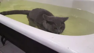 Купающийся кот в ванной, шок😄