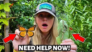 Monarch Butterflies are in Trouble… How To Raise Monarch Caterpillars!