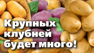 СДЕЛАЙТЕ ЭТИХ 3 ШАГА, И КАРТОФЕЛЬ ЗАВАЛИТ ВАС КРУПНЫМ УРОЖАЕМ!