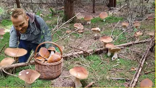Giant mushrooms. Picking WILD MUSHROOMS 2024, Extreme Boletus Mushrooms, large mushrooms picking.