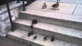 Ducklings vs  Stairs, Cute time.