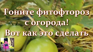 Срочно! Чтобы томаты не болели фитофторозом -  что делать и чем обрабатывать. Чего боится фитофтора