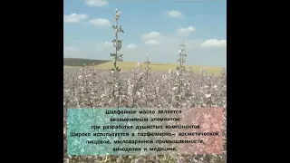 На полях НИИСХ Крыма активно цветет Шалфей мускатный