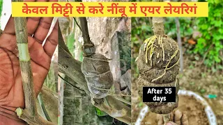 How to Air Layering Lemon Tree in Monsoon season/Easy method to grow Lemon Tree from cutting at home