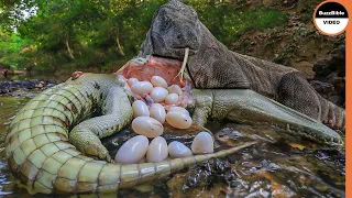 Crocodile’s Eggs are Delicious Meal For Lizards