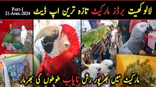 Lalukhet Exotic Birds Market 2024 Latest Update 21-April Part-1 | Sunday Birds Market Karachi