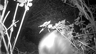 passing shot of unidentified UK mustelid