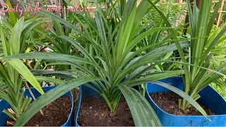 How To Grow Pandan Plant from Cutting at Home Garden || Pandan Growing from Cutting