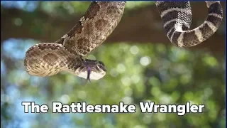 Rattlesnake Wrangler