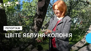 У Кролевці на Сумщині розквітла яблуня-колонія, якій понад 220 років