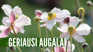 Dizainerių TOP 3:  geriausi kiemo augalai