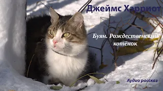 Буян. Рождественский котёнок. Джеймс Хэрриот (рассказ/аудиокнига)