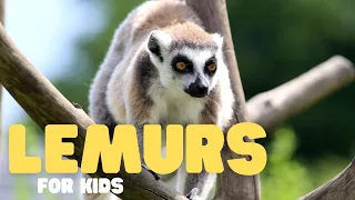 Lemurs for Kids | Learn all about these cute creatures!