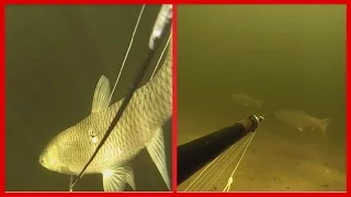 spearfishing for GRASS CARP ( 9 KG) !  подводная охота на  амура. глубина 4 метра. (Амур 9 кг).