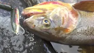 beautiful cutthroat blue river colorado 21" 4 1/2 pounds