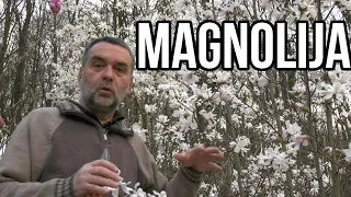 Magnolija