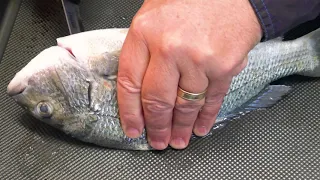 HOW-TO TIP: Kill & Bleed Fish FAST & HUMANELY For Better Meals!