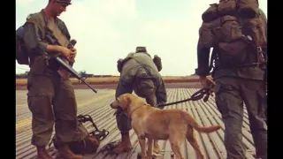 Собаки в войне во Вьетнаме