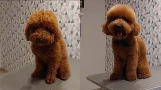 DOG GROOMING | How to Groom a Poodle Teddy Bear Style