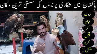 Hunting Birds 😲 Golden Eagles Falcons 😳 Baz Shikra Owls in Saddar Market Karachi Pakistan 😱