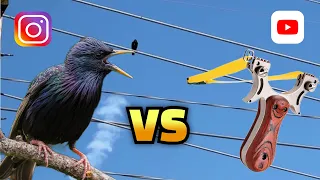 Slingshot vs Starling