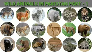 WILD ANIMALS IN PAKISTAN  | Part 1