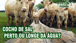 Cocho de sal perto ou longe da água?