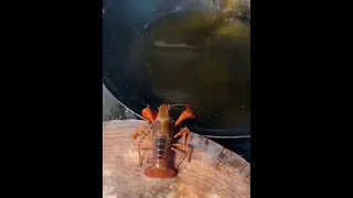 Lobster fries itself in oil  😱😱