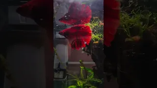 BETTA FISH NANO PLANTED TANK / AQUASCAPE